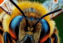 تحميل كتاب المعاصر ساينس Science للصف الثاني الاعدادي لغات الترم الثاني 2026 pdf