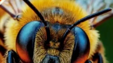 تحميل كتاب المعاصر ساينس Science للصف الثاني الاعدادي لغات الترم الثاني 2026 pdf